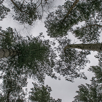 Buy canvas prints of Looking up at the trees by Mark  Clair