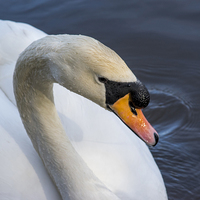 Buy canvas prints of Swan by Mark  Clair