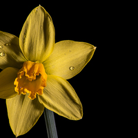 Buy canvas prints of Daffodil by Mark  Clair