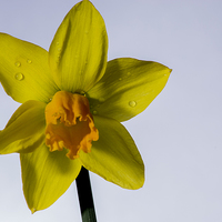 Buy canvas prints of daffodil by Mark  Clair