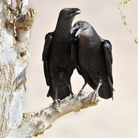 Buy canvas prints of Fan-tailed Ravens: Love Birds? by Jacqueline Burrell