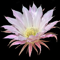 Buy canvas prints of Easter Lily Cactus by Jacqueline Burrell