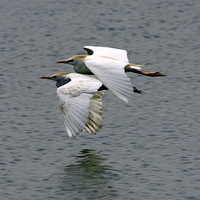 Buy canvas prints of Squacco Herons: Dusk Flight by Jacqueline Burrell