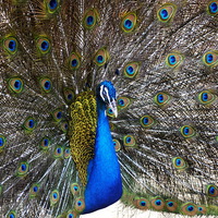 Buy canvas prints of Proud as a Peacock by Jacqueline Burrell