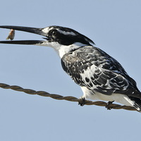 Buy canvas prints of Pied Kingfisher with a Fish by Jacqueline Burrell