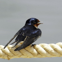 Buy canvas prints of Barn Swallow by Jacqueline Burrell