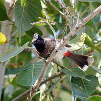 Buy canvas prints of Red-vented Bulbul by Jacqueline Burrell
