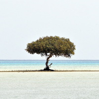 Buy canvas prints of Old Mangrove Tree by Jacqueline Burrell