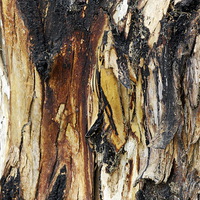Buy canvas prints of Old Eucalypyus Bark by Jacqueline Burrell