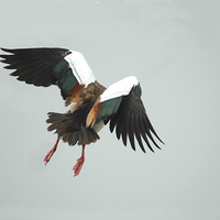 Buy canvas prints of Egyptian Goose Taking Off by Jacqueline Burrell