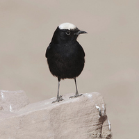 Buy canvas prints of White-Crowned Wheatear by Jacqueline Burrell