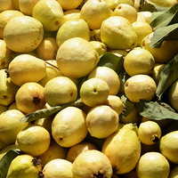 Buy canvas prints of Freshly Harvested Guavas by Jacqueline Burrell