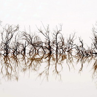 Buy canvas prints of Trees Submerged in Lake Qarun by Jacqueline Burrell