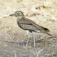 Buy canvas prints of Senegal Thick Knee by Jacqueline Burrell