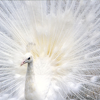 Buy canvas prints of Majestic White Peacock by Jacqueline Burrell