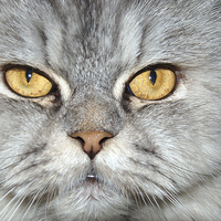 Buy canvas prints of Merret, the Silver Shaded Persian by Jacqueline Burrell