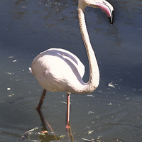 Buy canvas prints of Greater Flamingo by Jacqueline Burrell