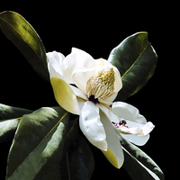 Buy canvas prints of Magnolia and a Bee by Jacqueline Burrell