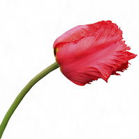 Buy canvas prints of Red Parrot Tulip by Jacqueline Burrell