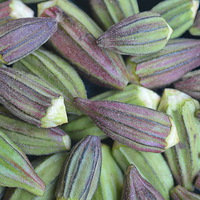 Buy canvas prints of Okra by Jacqueline Burrell