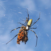 Buy canvas prints of Golden Orb Web Spider by Jacqueline Burrell