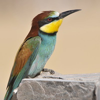 Buy canvas prints of Migrating European Bee Eater by Jacqueline Burrell