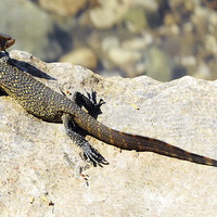 Buy canvas prints of A Juvenile Nile Monitor Lizard by Jacqueline Burrell