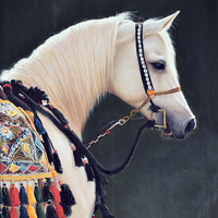 Buy canvas prints of An Arabian Horse by Jacqueline Burrell