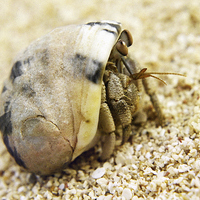 Buy canvas prints of Desert Hermit Crab by Jacqueline Burrell