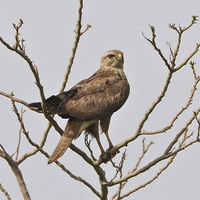 Buy canvas prints of Majestic Buzzard by Jacqueline Burrell