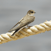 Buy canvas prints of Migrating Sand Martin by Jacqueline Burrell