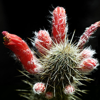 Buy canvas prints of Firecracker Cactus by Jacqueline Burrell