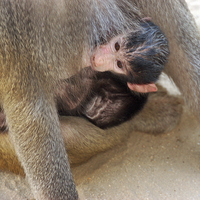 Buy canvas prints of Feeding Time at the Zoo by Jacqueline Burrell