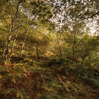Buy canvas prints of Woodland by Paul Williams