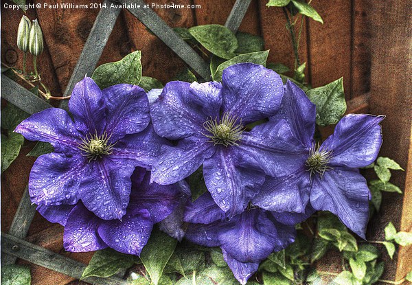 Wet Clematis Picture Board by Paul Williams