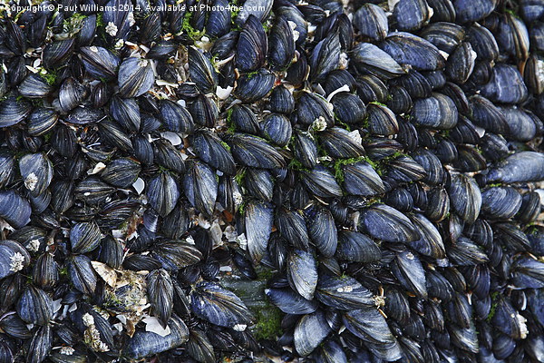 Mussels Picture Board by Paul Williams