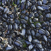 Buy canvas prints of Mussels by Paul Williams