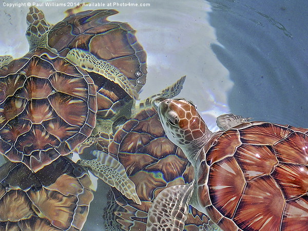Sea Turtles Picture Board by Paul Williams