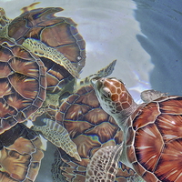 Buy canvas prints of Sea Turtles by Paul Williams