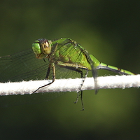 Buy canvas prints of  Green Dragonfly (Great Pondhawk) by Paul Williams