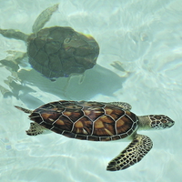 Buy canvas prints of  Swimming Turtles by Paul Williams