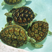 Buy canvas prints of  Turtles by Paul Williams