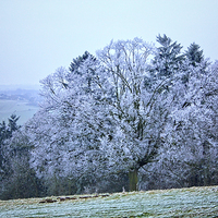 Buy canvas prints of  First Frost by Paul Williams