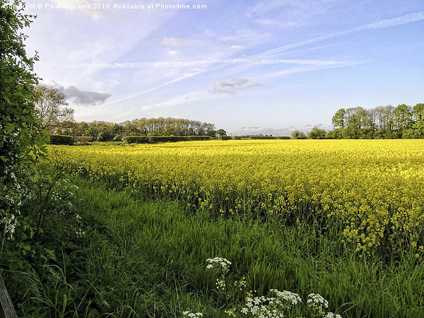 Rapeseed Field in Shropshire Picture Board by Paul Williams