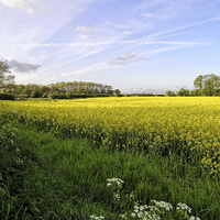 Buy canvas prints of Rapeseed Field in Shropshire by Paul Williams