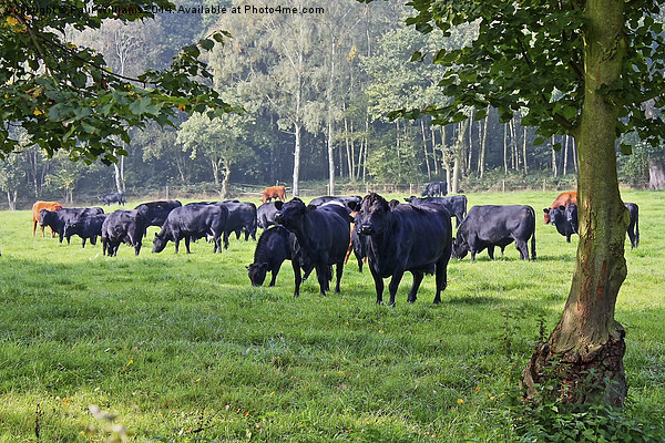 Grazing Cows Picture Board by Paul Williams