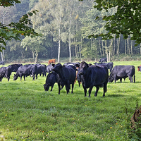 Buy canvas prints of Grazing Cows by Paul Williams