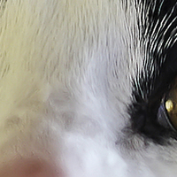 Buy canvas prints of  Cats Eyes by Paul Williams