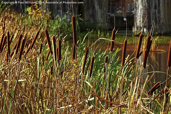  Bulrushes at Coalbrookdale Picture Board by Paul Williams
