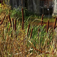 Buy canvas prints of  Bulrushes at Coalbrookdale by Paul Williams